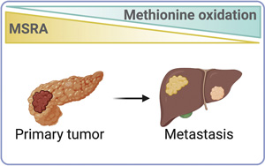 Cell子刊：胰腺癌細胞中引發轉移性疾病的分子開關