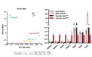 帕金森治療有望！科學家在小鼠四肢中發現“超快”肌肉纖維