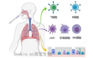 nature 子刊 | 鼻噴疫苗可顯著增強黏膜免疫，構建新冠防護第一線