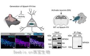 大腦越用越“廢”？Nature發現神經元<font color='red'>DNA修復</font>機制，或推動相關疾病研究進展