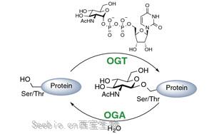 《PNAS》科學家解開細胞存活之謎