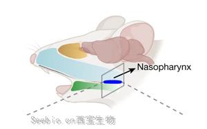 《Nature》甲流當(dāng)季，大腦如何感知感染以及“布洛芬”沒效果的原因？