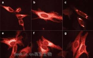 Nature Methods：新的亮紅色熒光蛋白