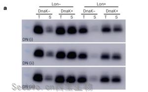 新生蛋白質(zhì)和隨機(jī)產(chǎn)生的蛋白質(zhì)有什么不同？