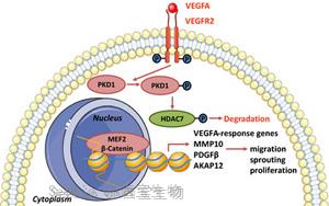 《PNAS》對抗慢性炎癥和傳染病，如何調(diào)動我們的細胞的愈合能力