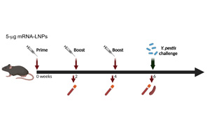 Science子刊：世界首個(gè)能抵御致死性細(xì)菌感染的mRNA疫苗問(wèn)世