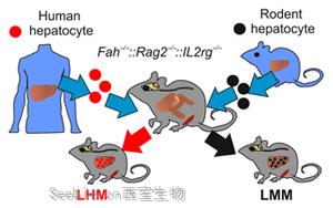 Science Advances：肝細胞影響<font color='red'>生物鐘</font>的又一證據