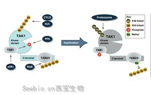 新發現減緩了肌肉萎縮癥