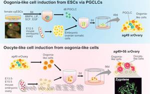 研究人員在實驗室成功地誘導了靈長類動物的卵母細胞