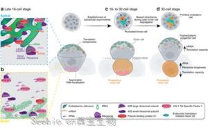 Nature子刊：RNA引導機制驅動細胞命運