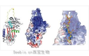 <font color='red'>肝素結合蛋白</font>（HBP）-磁微粒化學發光（AE/AP）/熒光免疫層析解決方案