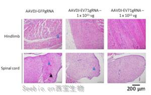 新加坡科學家開發基因編輯技術，消除EV-A71 RNA病毒