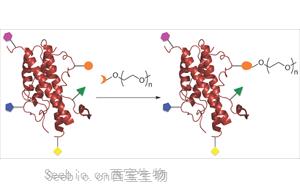 <font color='red'>修飾性PEG</font>在重組蛋白藥物中的應(yīng)用