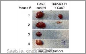 Leukemia：基于CRISPR的<font color='red'>基因療法</font>為白血病治療帶來希望