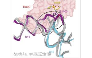 PNAS：活性酶的圖像揭示了耐抗生素細(xì)菌的秘密