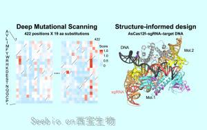 《Cell》基因編輯的突破:基于AsCas12f的10倍效率基因組編輯工具