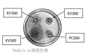 Krovin 500長效廣譜防霉抗菌劑