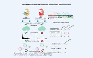 《Cell》蛋白質內在無序區在染色質調控和基因表達中的關鍵作用