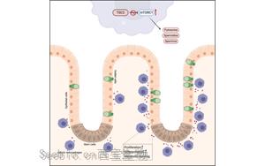 Cell子刊揭示免疫與腸道的復(fù)雜關(guān)系：首次證明<font color='red'>巨噬細(xì)胞</font>在腸道細(xì)胞更新中的核心作用