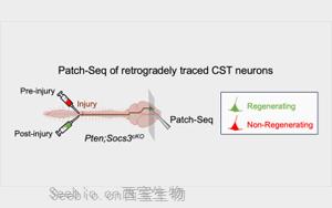 《Neuron》<font color='red'>新生物</font>標志物預測神經元是否會再生