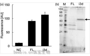 Nature子刊最新研究揭示了雌激素如何發(fā)揮其抗糖尿病作用