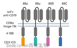 Nature I<font color='red'>mmunology</font>：利用CD3多樣性來解決CAR-T耗竭問題