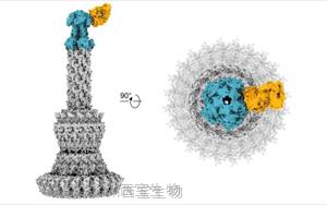 Cell：新的抗體能中和<font color='red'>耐藥</font>細(xì)菌