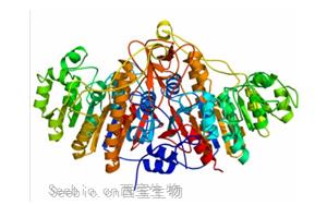 化學(xué)發(fā)光標(biāo)記物-堿性磷酸酶（ALP）性能穩(wěn)定活性高，替代進口優(yōu)選