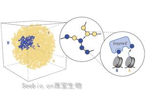 Science解答謎題：<font color='red'>細胞分裂</font>時如何保持細胞身份