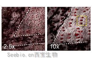 Nature新研究解釋了為什么癌<font color='red'>基因突變</font>的細(xì)胞可以在正常的人體組織中存在