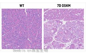 Nature Metabolism：原來<font color='red'>維生素B12</font>也在細(xì)胞重編程和組織再生中起關(guān)鍵作用