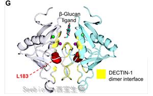 抗真菌蛋白DECTIN-1可用于<font color='red'>自身免疫疾</font>病和癌癥治療