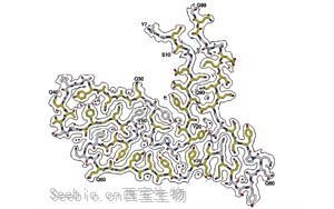 令人驚訝的蛋白質(zhì)導(dǎo)致早期癡呆