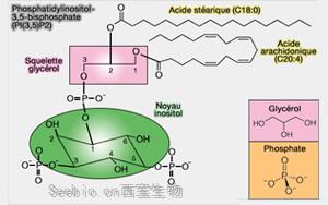 《Science》破解突觸形成的機制