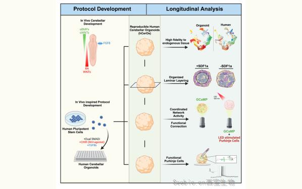 《Cell Stem Cell》改變游戲規則的<font color='red'>類器官</font>模型