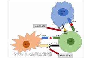 Science重要發現：為什么癌癥免疫療法會導致胃腸道問題