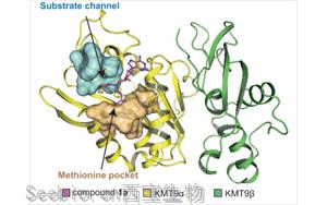 Nature子刊：這種抑制劑在治療<font color='red'>前列腺</font>癌上表現出潛力