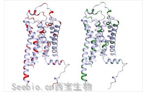 <font color='red'>血清素</font>的秘密:TAAR1對精神障礙的隱性影響