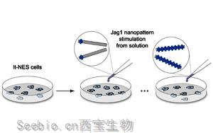 Nature子刊意外發現：一種重要的細胞受體如何以一種以前未知的方式被激活