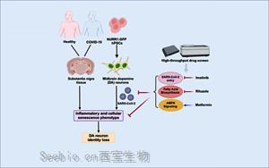 Cell Stem Cell：SARS-CoV-2可以感染多巴胺神經元，導致衰老