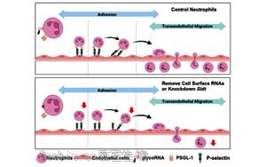 《Cell》身體發炎，究竟是誰負責精準地招募中性粒細胞？