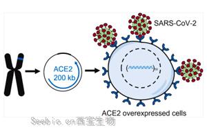 科學家在小鼠細胞中制造新冠病毒受體蛋白