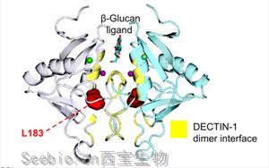 抗真菌蛋白DECTIN-1可用于<font color='red'>自身免疫疾</font>病和癌癥治療