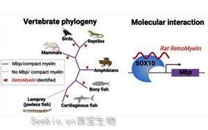 Cell：逆轉錄病毒在大腦<font color='red'>進化</font>中發揮了關鍵作用