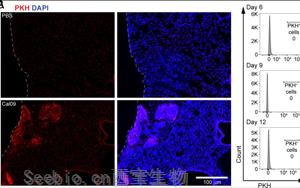 《PNAS》肺部隱藏的抗流感大軍