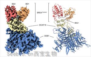 領軍人物Nature發文：“蛋白質三明治”可能改變癌癥藥物的發現