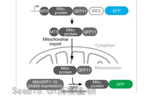 《Nature》重新定義癡呆癥治療，UCB科學(xué)家有了新突破