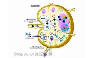 接種疫苗反應(yīng)低為何與睡眠時間短相關(guān)？研究揭示睡眠刺激免疫系統(tǒng)的<font color='red'>分子機(jī)制</font>