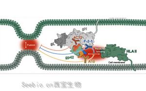 Immunity：EB病毒的弱點