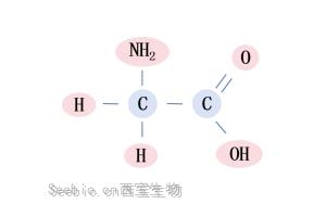 甘氨酸-小身體，有大能量